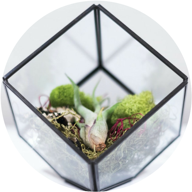 terrarium